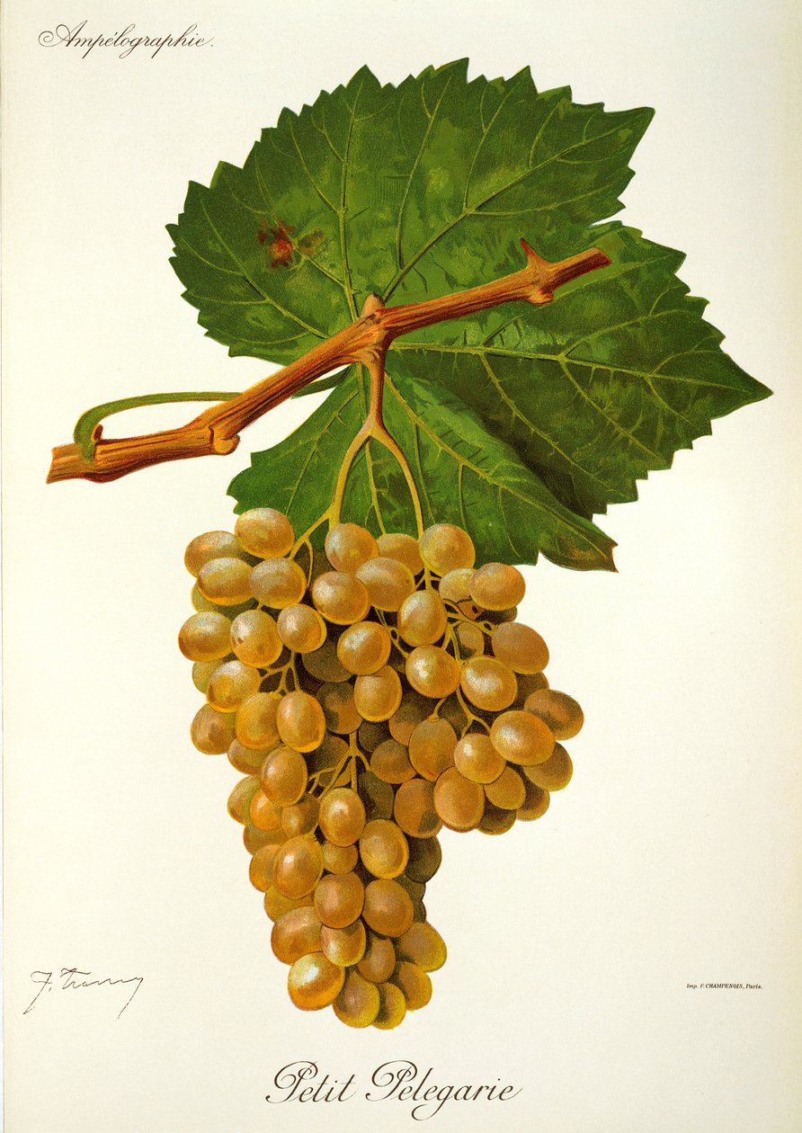 Uva Petit Pelegarie de J. Troncy de Jules Troncy