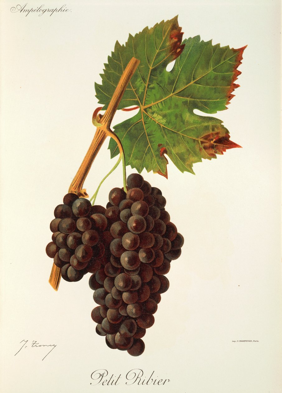 Uva Petit Ribier de J. Troncy de Jules Troncy