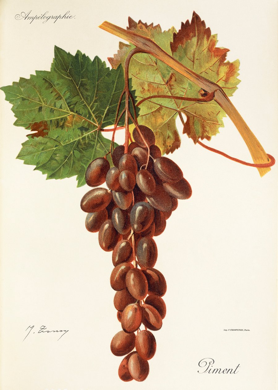 Uva de Pimentão por J. Troncy de Jules Troncy