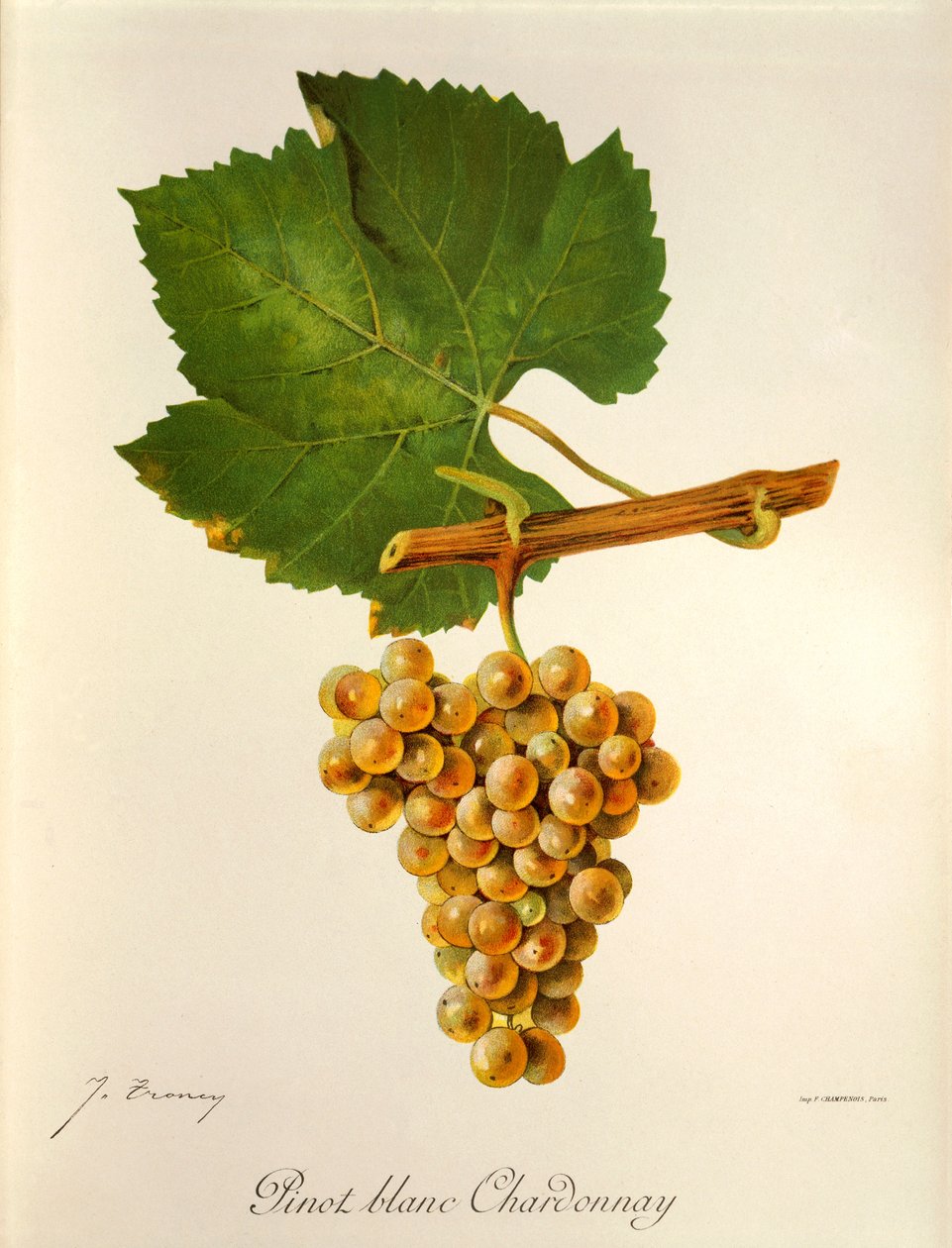 Uva Pinot Blanc Chardonnay de J. Troncy de Jules Troncy