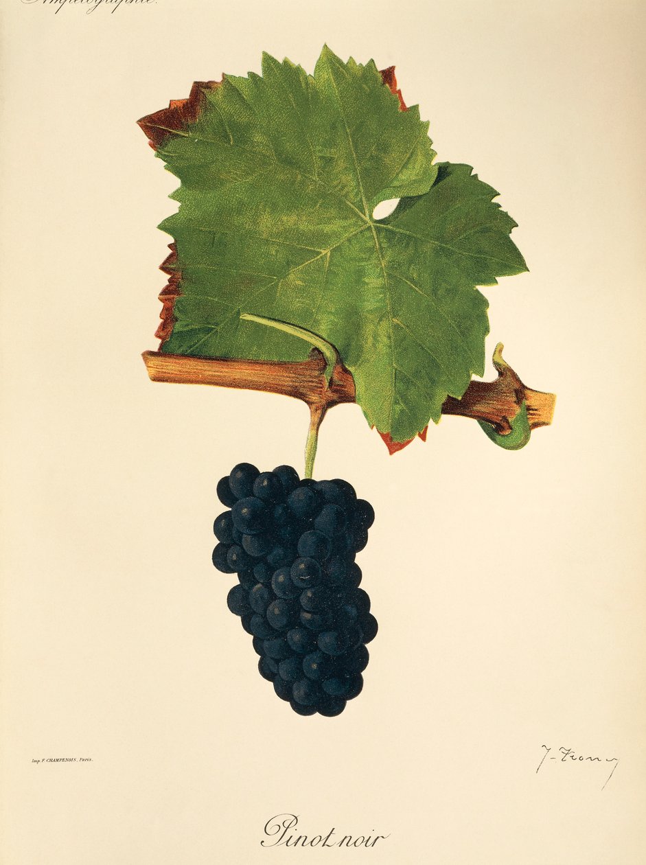 Uva Pinot Noir de J. Troncy de Jules Troncy