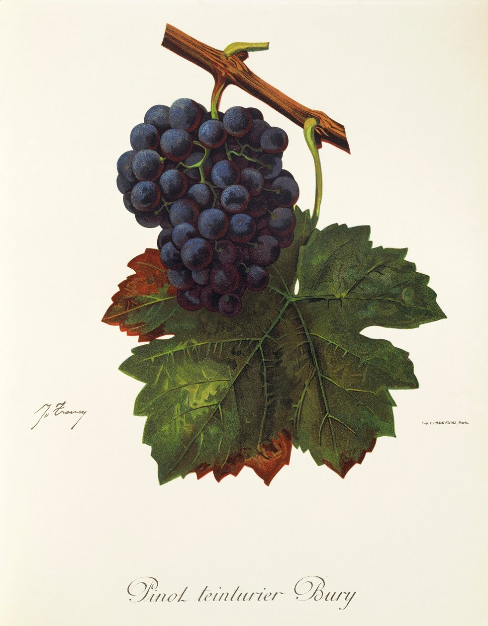 Pinot Teinturier Bury grape by J. Troncy de Jules Troncy