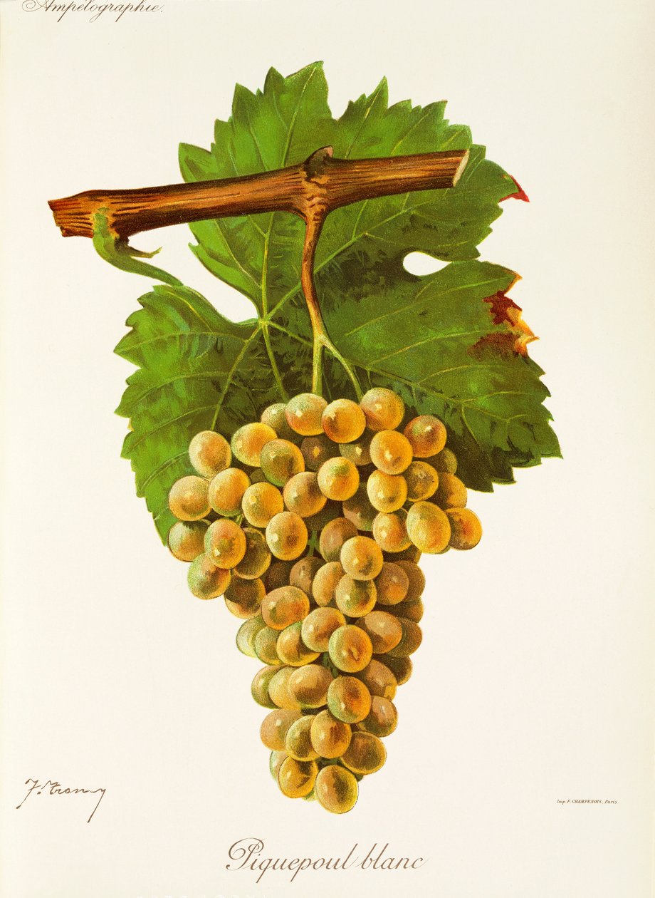 Uva Piquepoul Blanc de J. Troncy de Jules Troncy