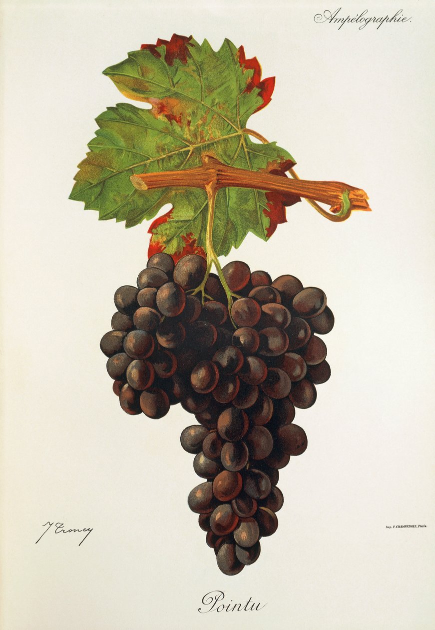 Uva Pointu de J. Troncy de Jules Troncy