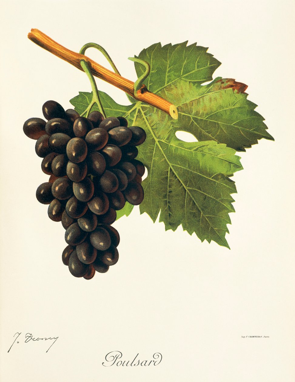Uva Poulsard de J. Troncy de Jules Troncy