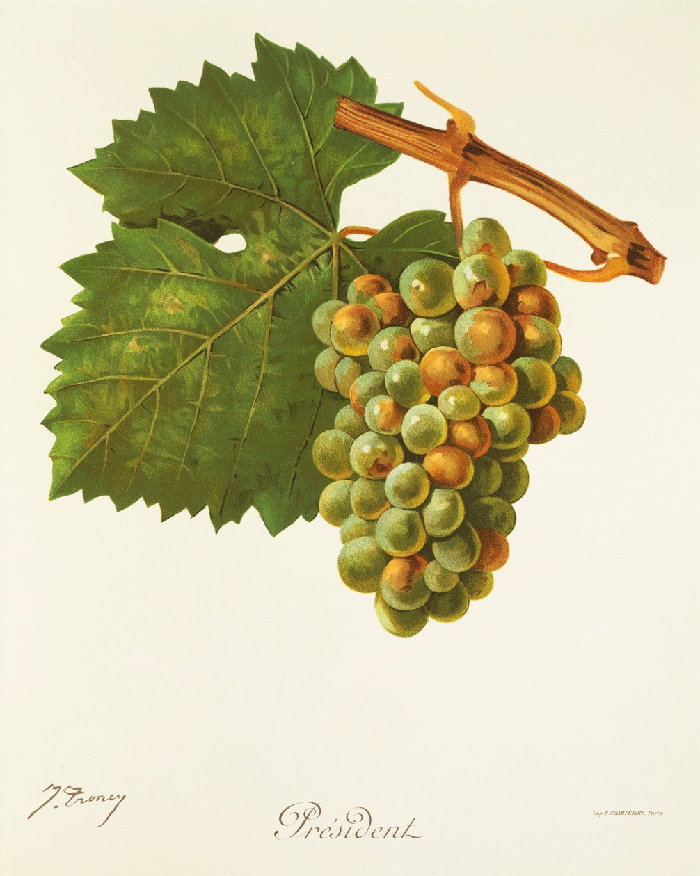 Uva Presidente por J. Troncy de Jules Troncy