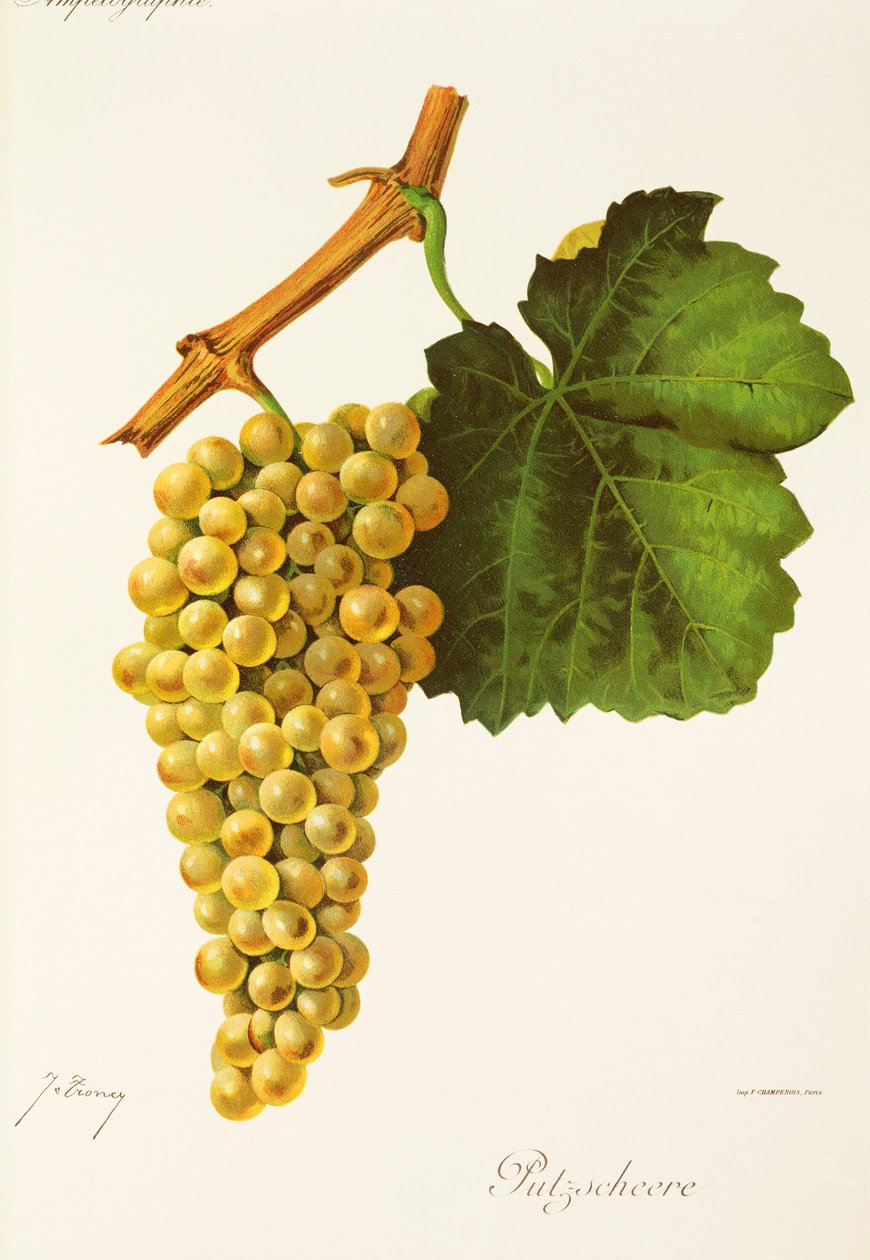 Uva Putzscheere de J. Troncy de Jules Troncy
