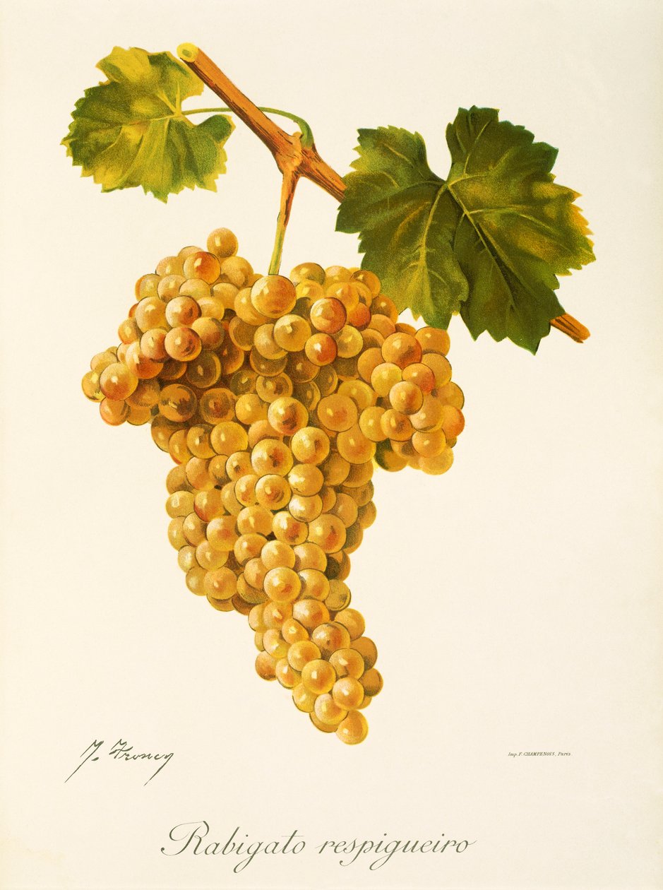 Rabigato Respigueiro grape by J. Troncy de Jules Troncy