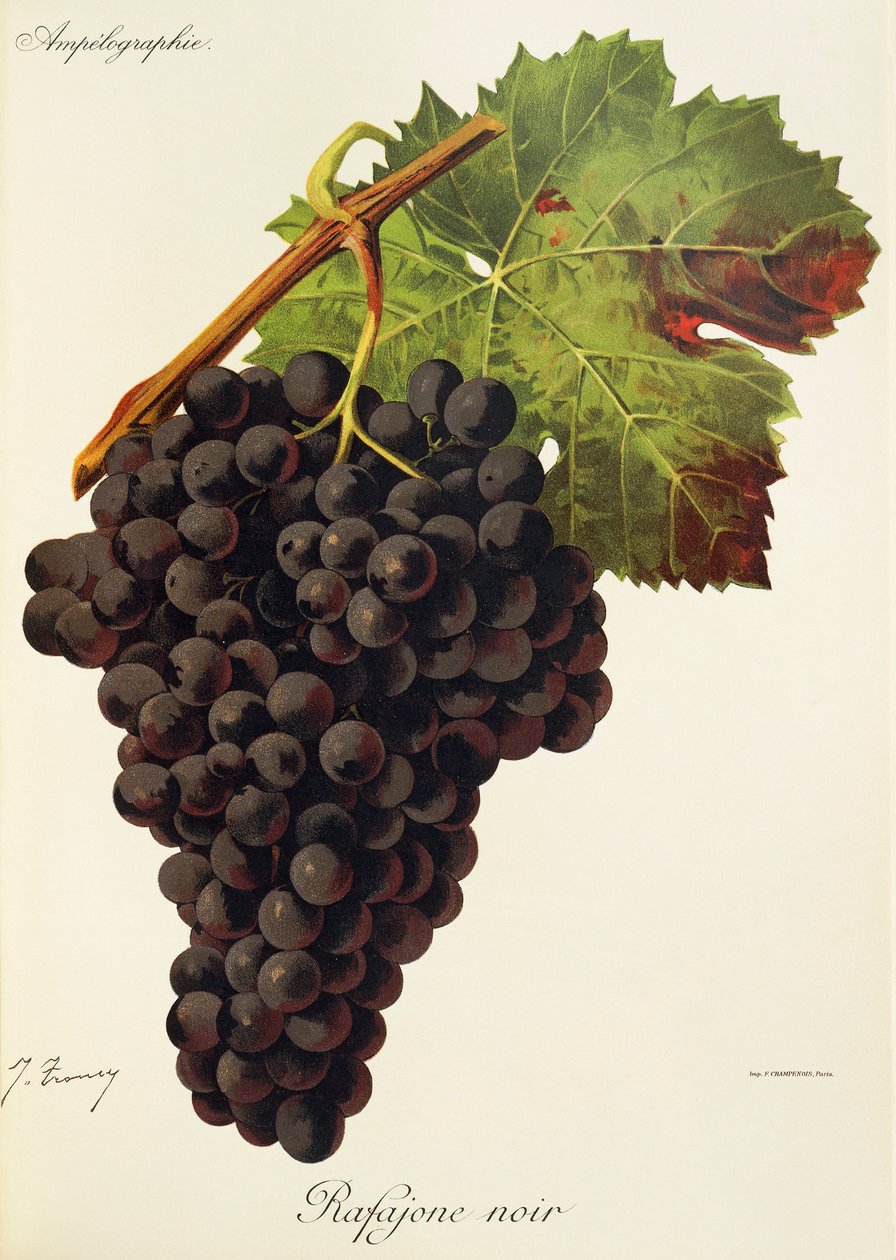 Uva Rafajone Noir de J. Troncy de Jules Troncy