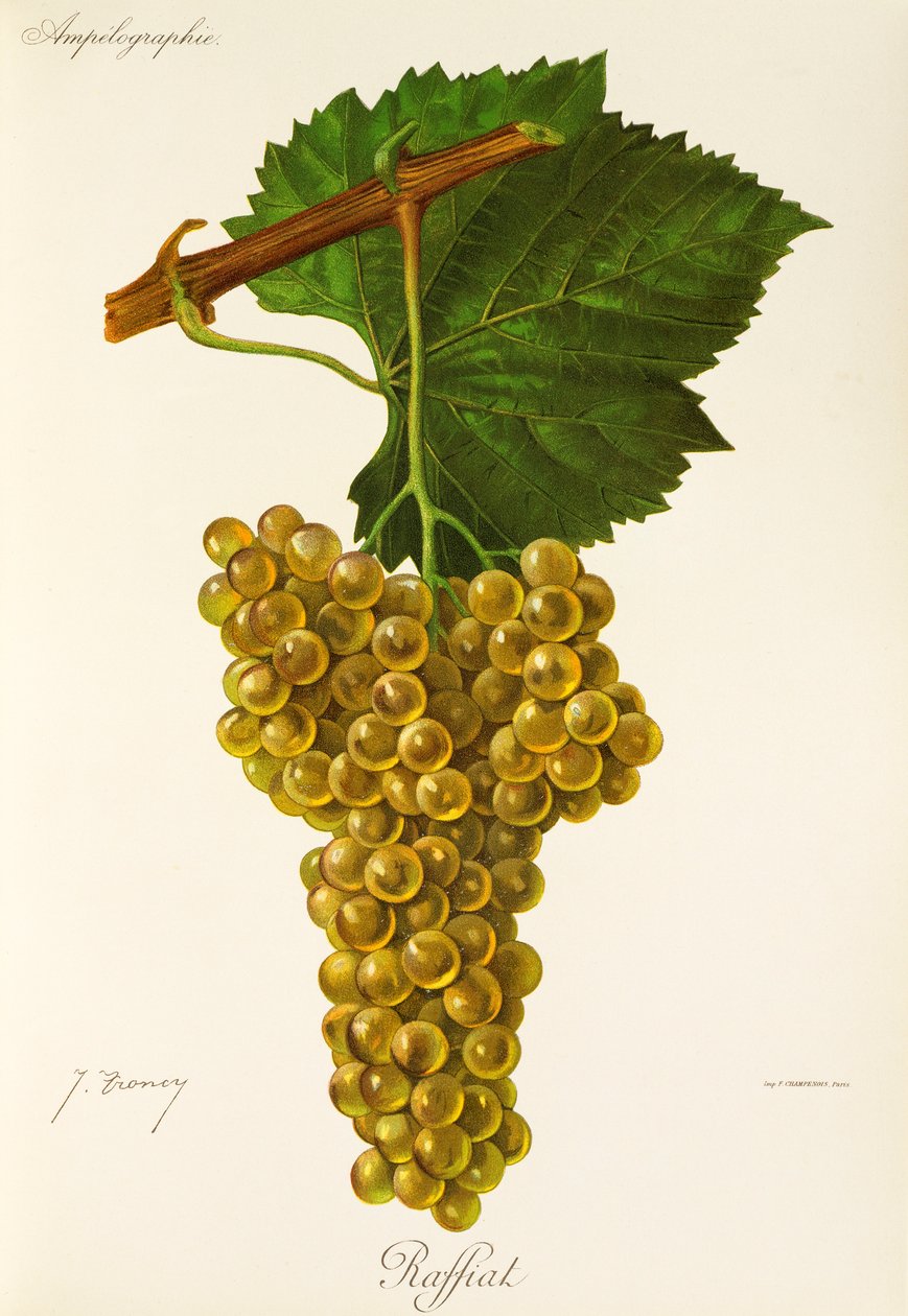Uva Raffiat por J. Troncy de Jules Troncy