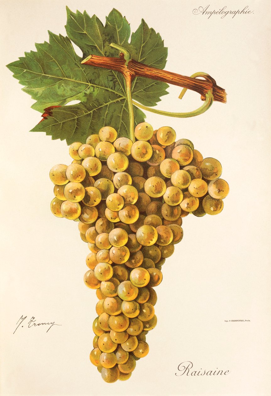 Uva Raisaine por J. Troncy de Jules Troncy