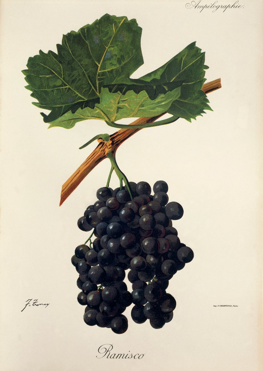 Uva Ramisco por J. Troncy de Jules Troncy
