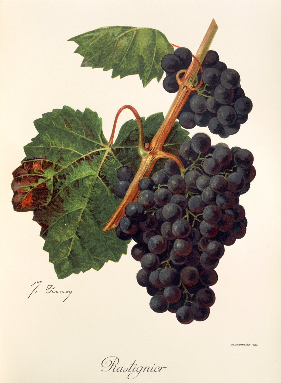 Uva Rastignier de J. Troncy de Jules Troncy
