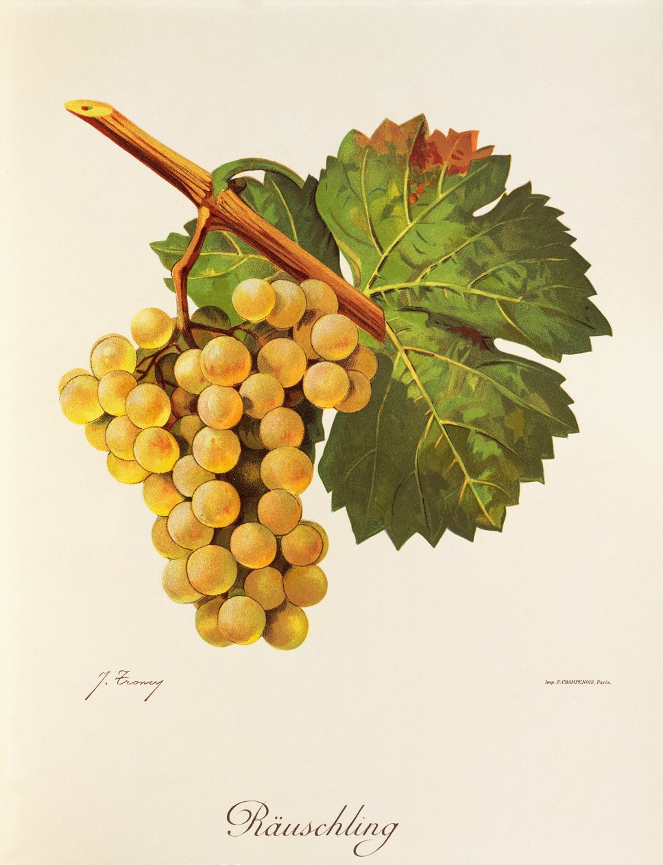 Uva Rauschling de J. Troncy de Jules Troncy