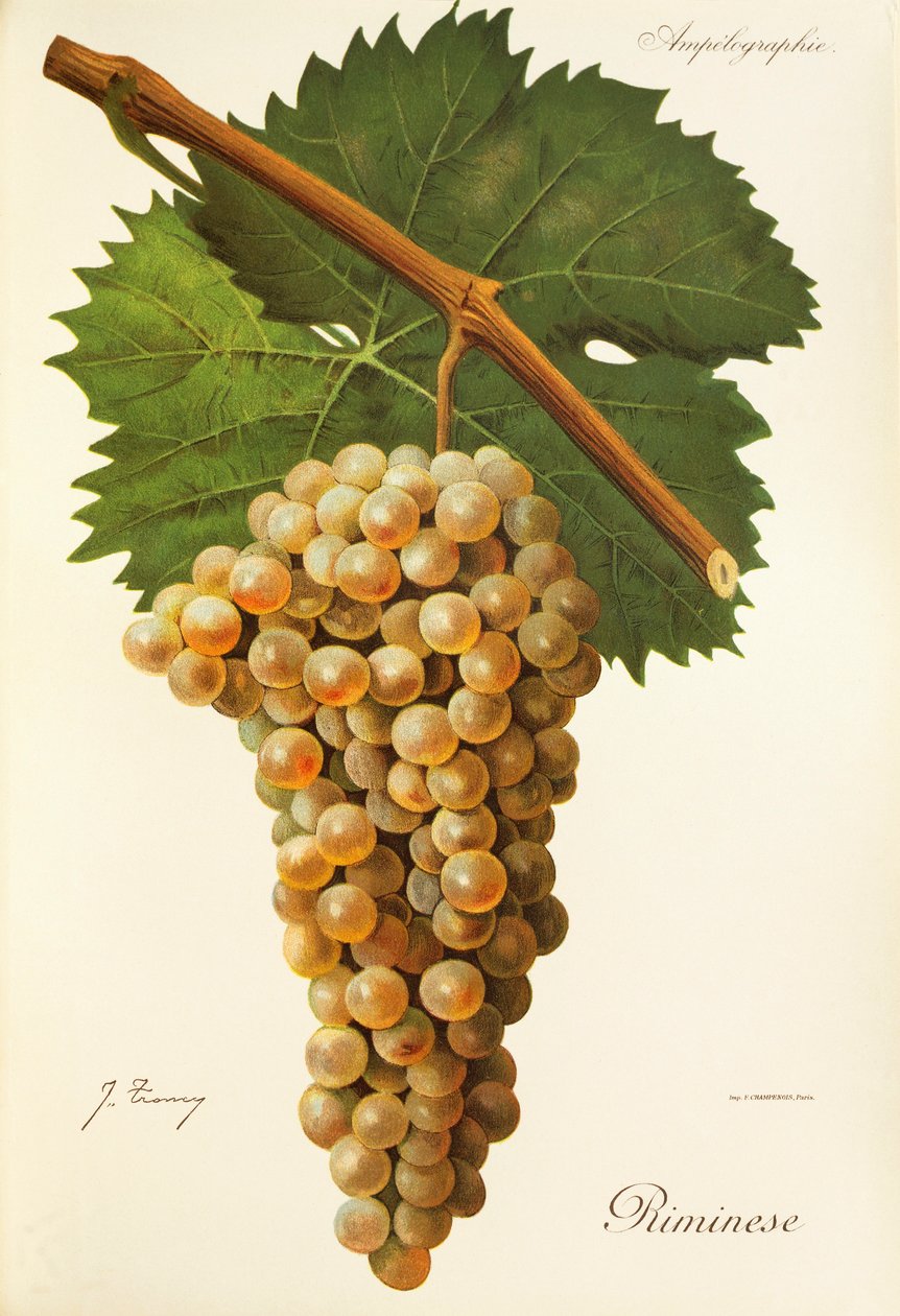 Uva Riminese de J. Troncy de Jules Troncy