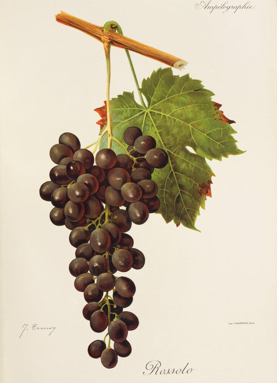 Uva Rossolo por J. Troncy de Jules Troncy