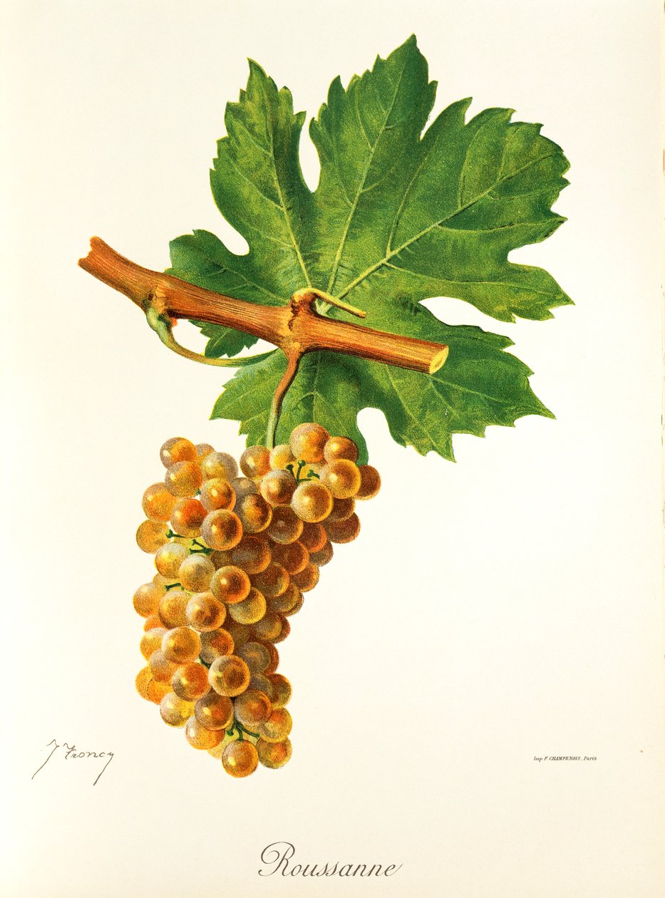 Uva Rousanne por J. Troncy de Jules Troncy