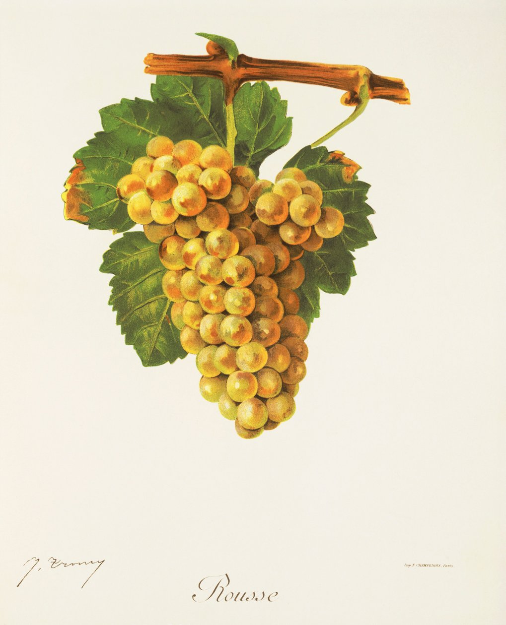 Rousse grape de J. Troncy de Jules Troncy