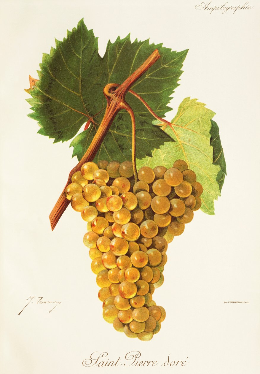 Uva Saint-Pierre Dore