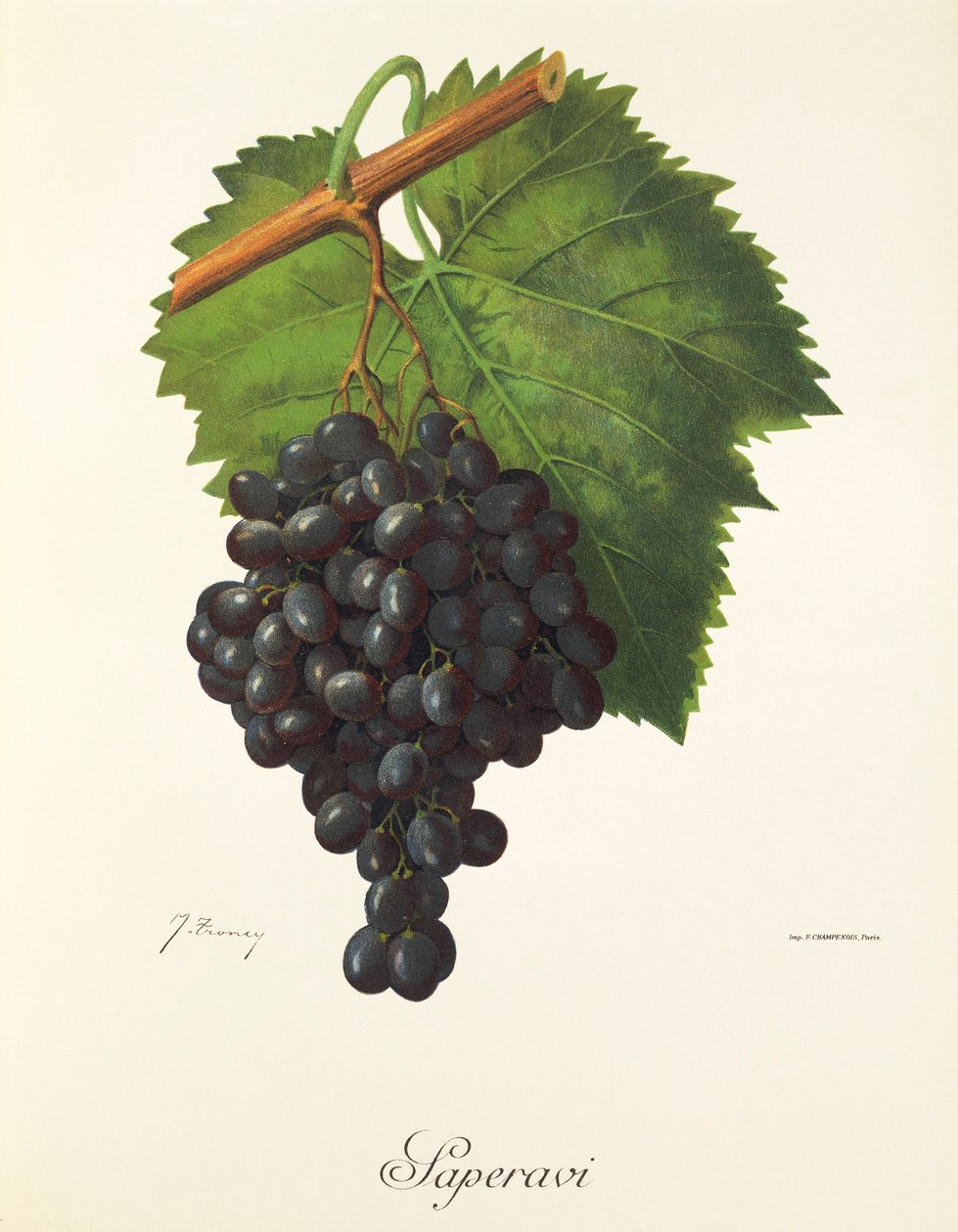 Uva Saperavi de J. Troncy de Jules Troncy