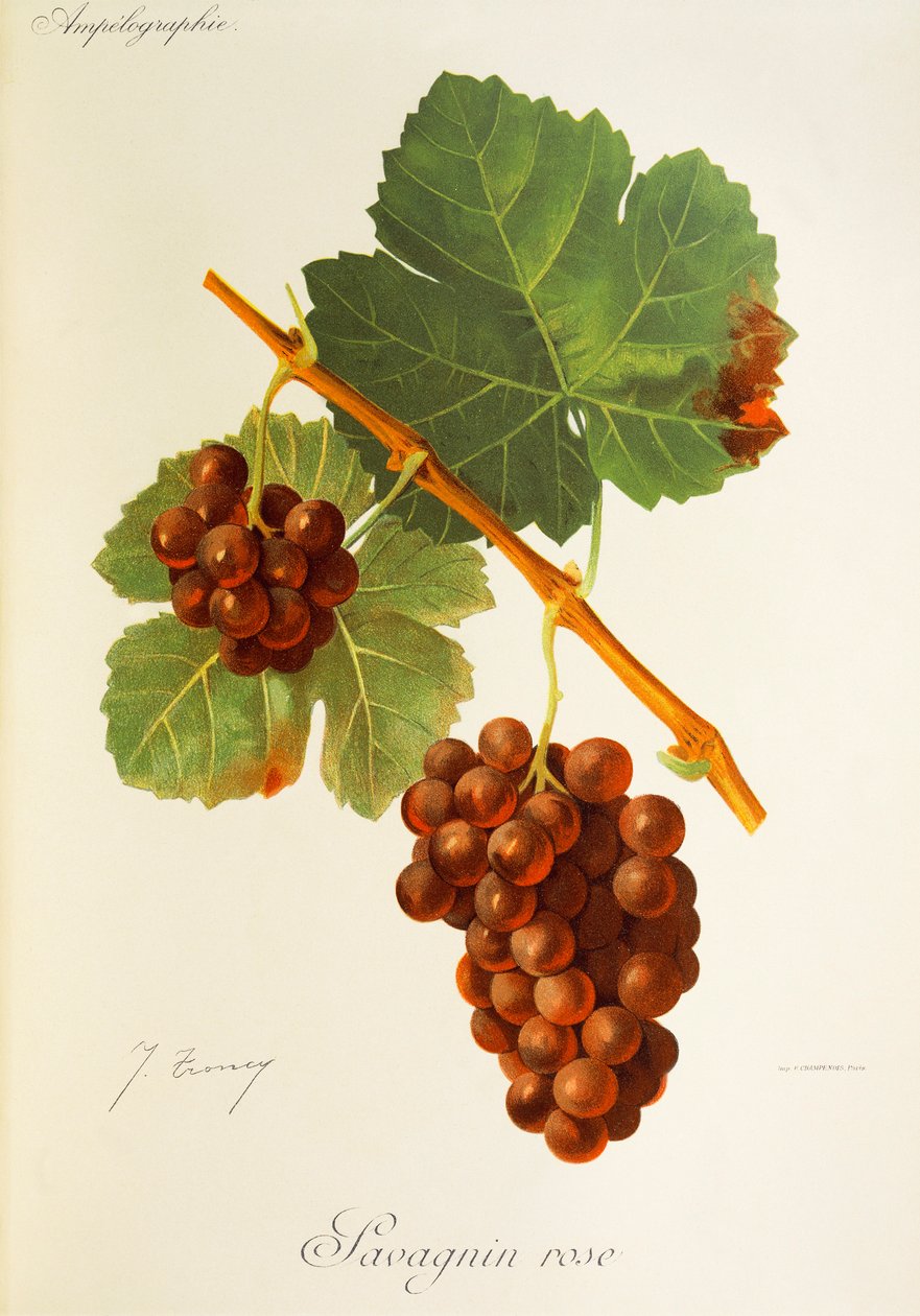 Uva Savagnin Rose de J. Troncy de Jules Troncy
