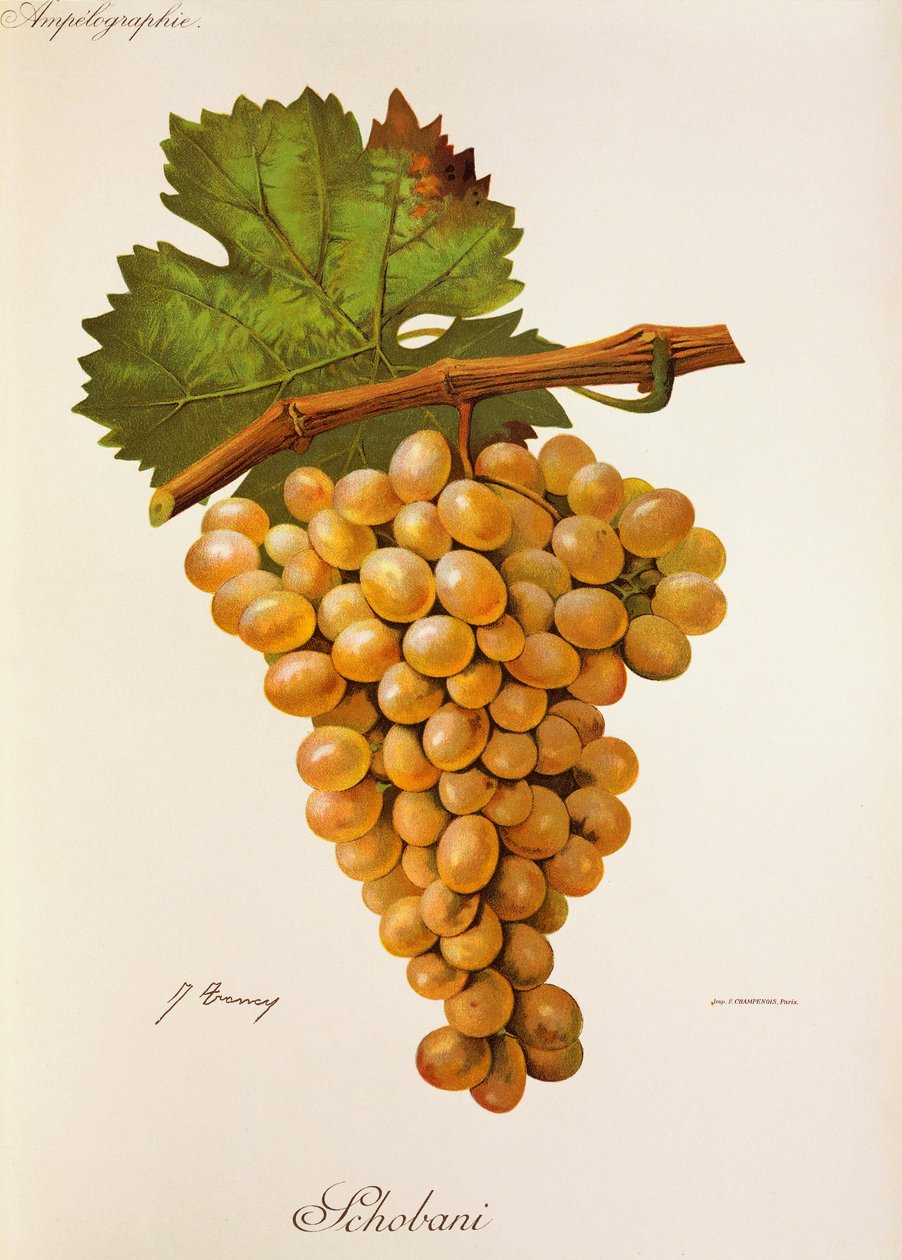 Uva Schobani por J. Troncy de Jules Troncy
