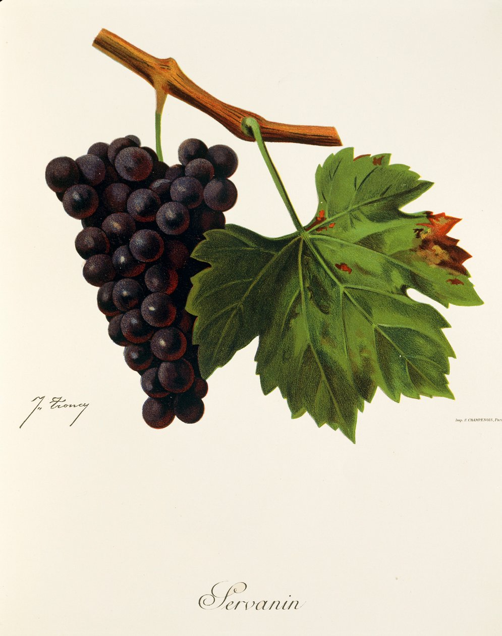 Uva servanin por J. Troncy de Jules Troncy