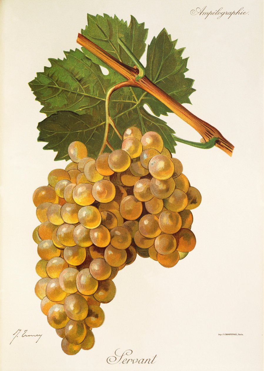 Uva serva de J. Troncy de Jules Troncy