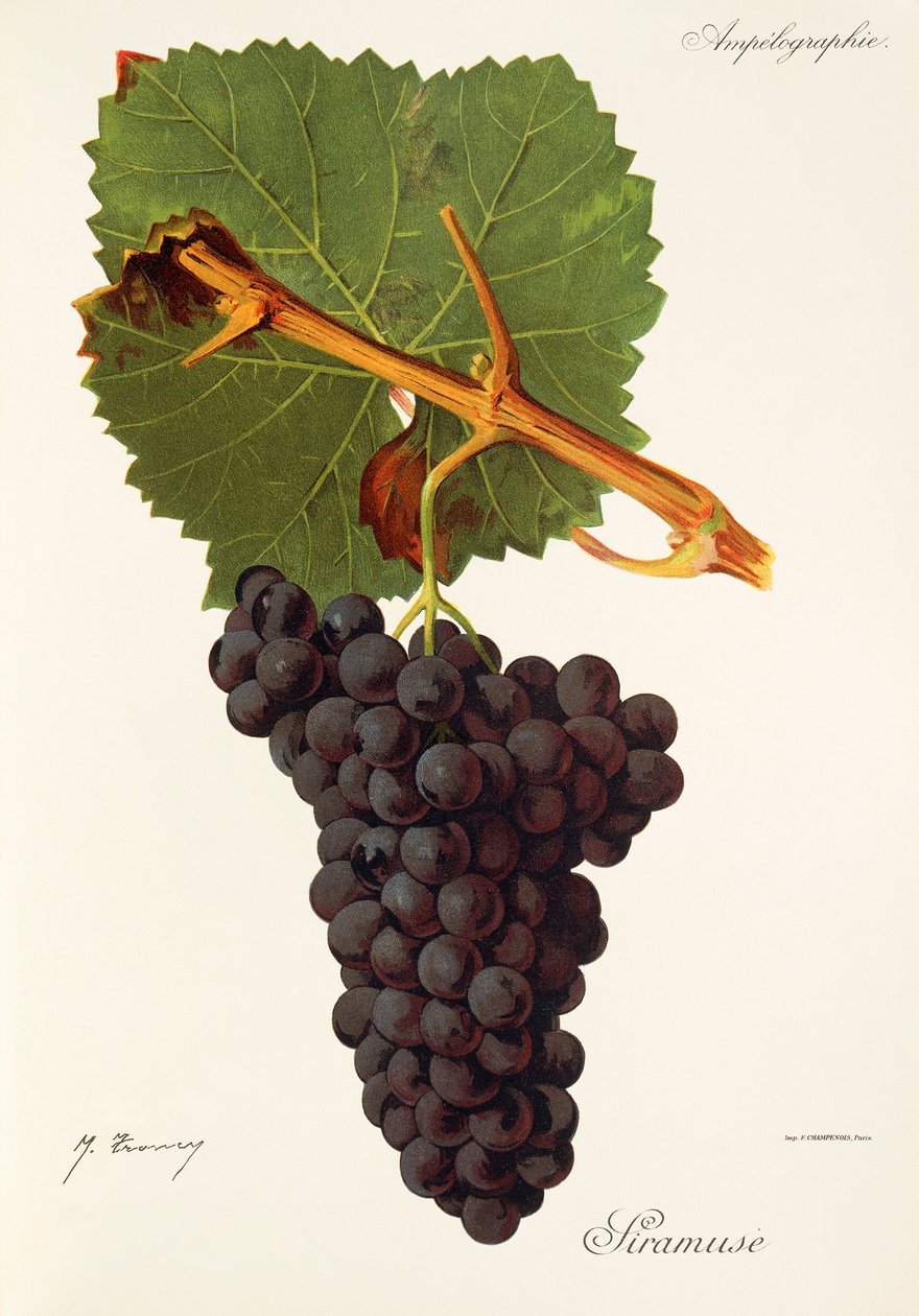 Uva Siramuse de J. Troncy de Jules Troncy