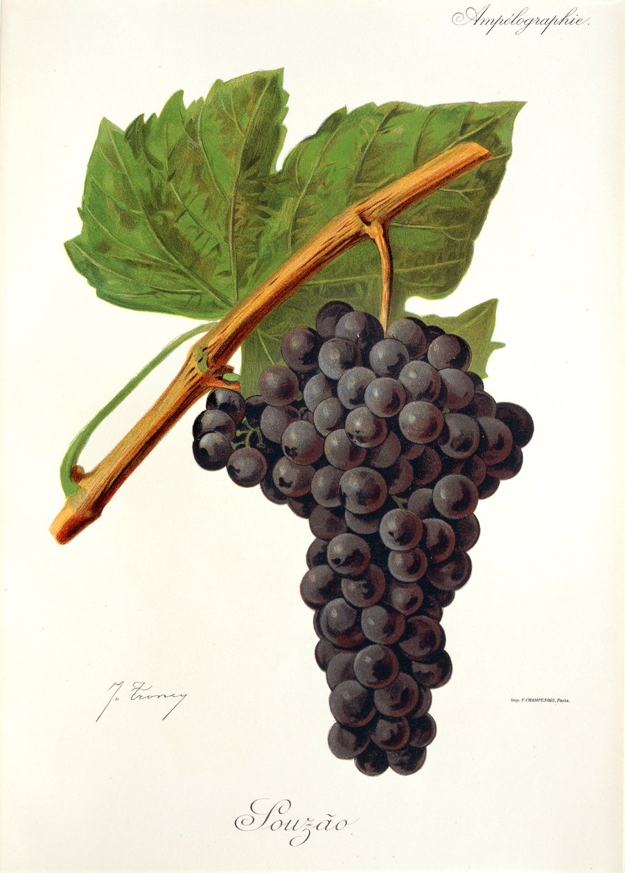 Uva Souzao por J. Troncy de Jules Troncy