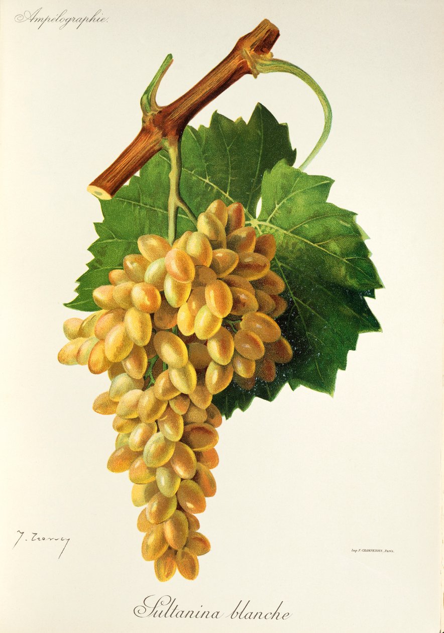 Uva Sultanina Blanche de J. Troncy de Jules Troncy