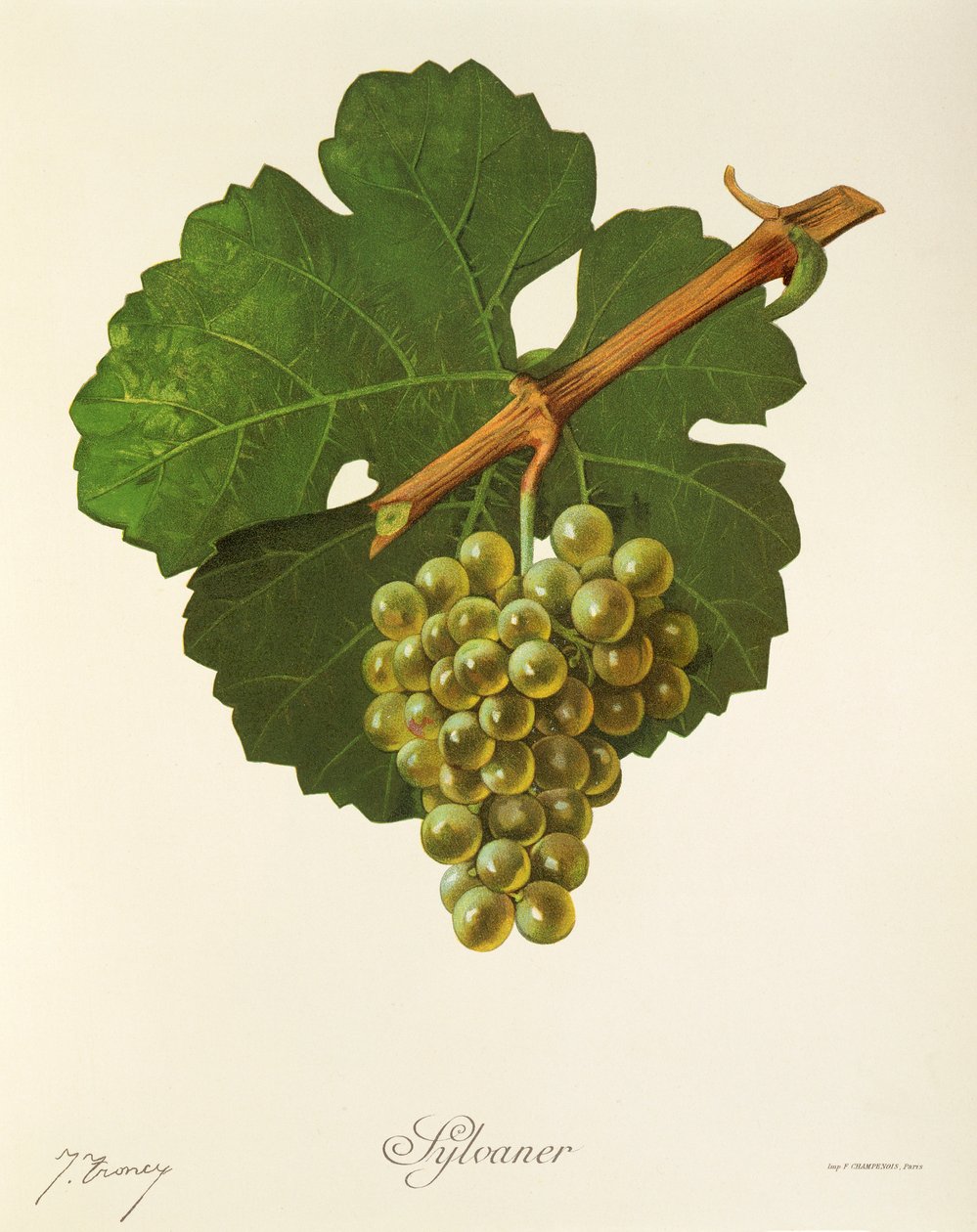 Uva Sylvaner de J. Troncy de Jules Troncy