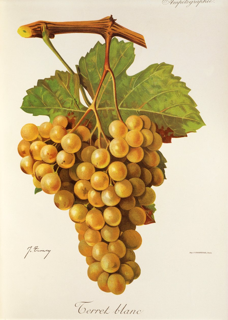 Uva Terret Blanc de J. Troncy de Jules Troncy