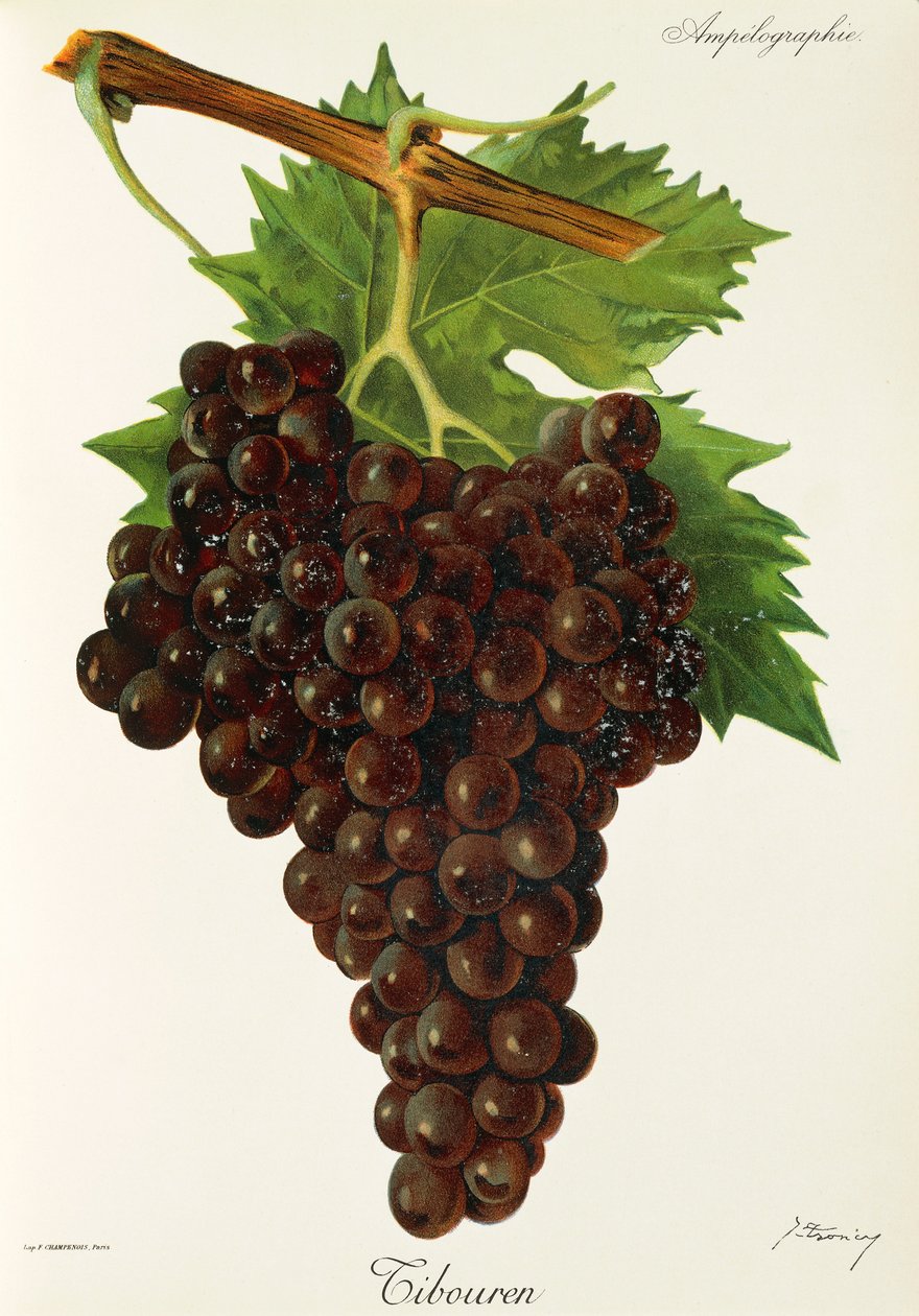 Uva Tibouren por J. Troncy de Jules Troncy