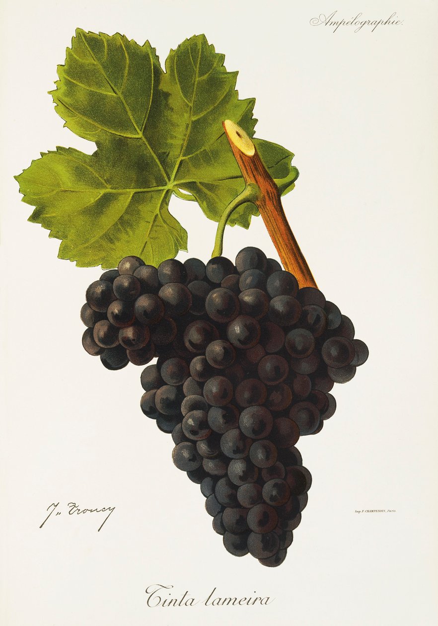 Tinta Lameira grape by J. Troncy de Jules Troncy