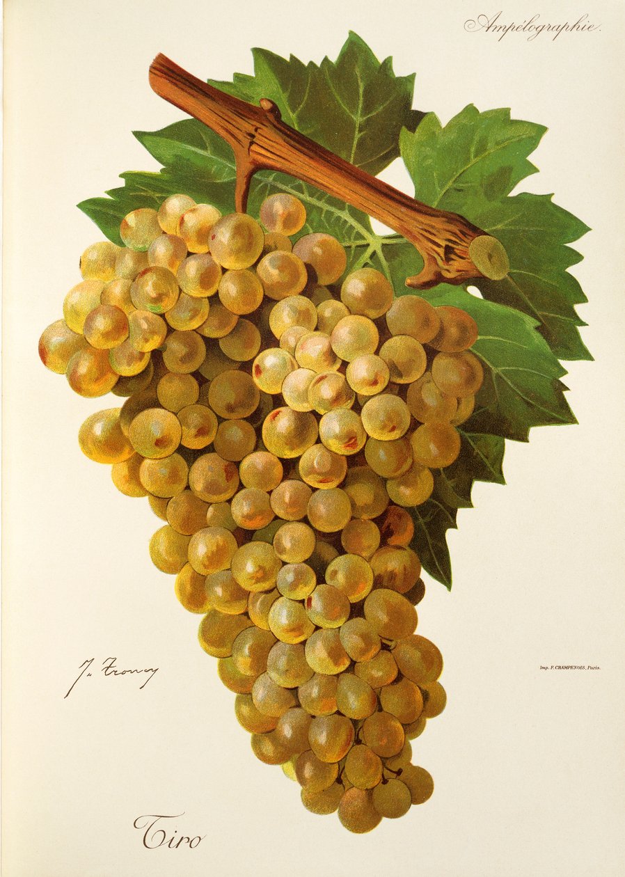 Uva Tiro por J. Troncy de Jules Troncy