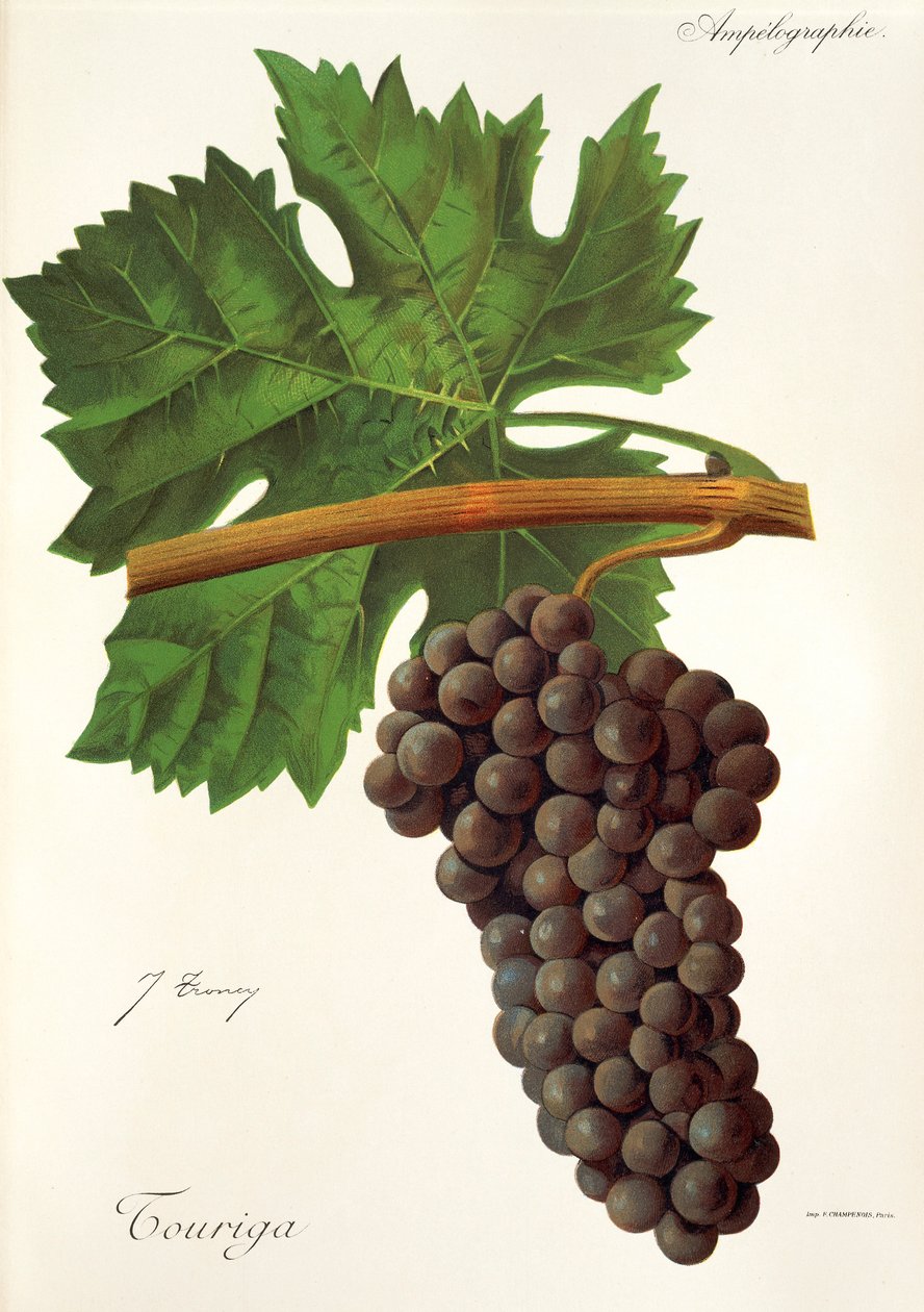 Uva Touriga de J. Troncy de Jules Troncy