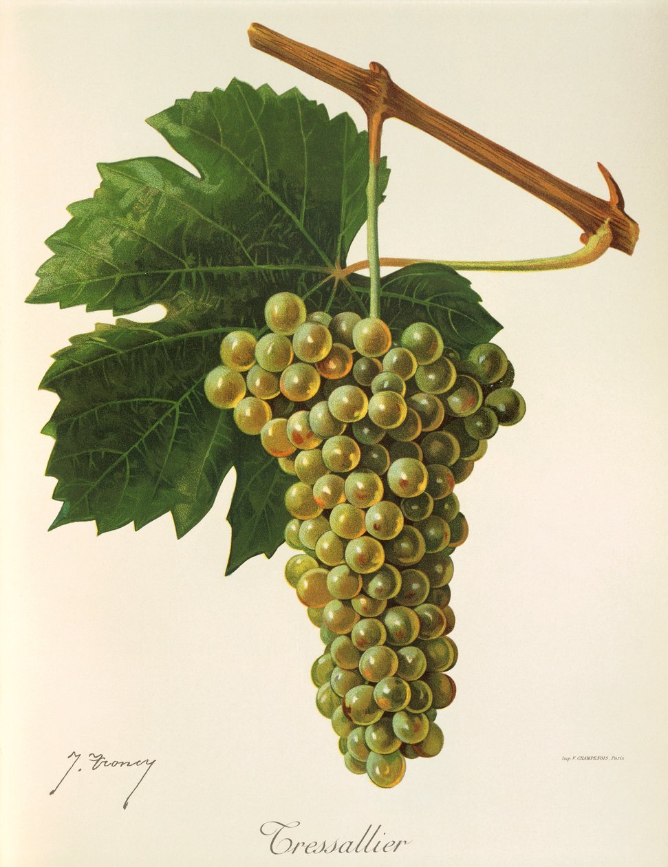 Uva de Tressallier por J. Troncy de Jules Troncy