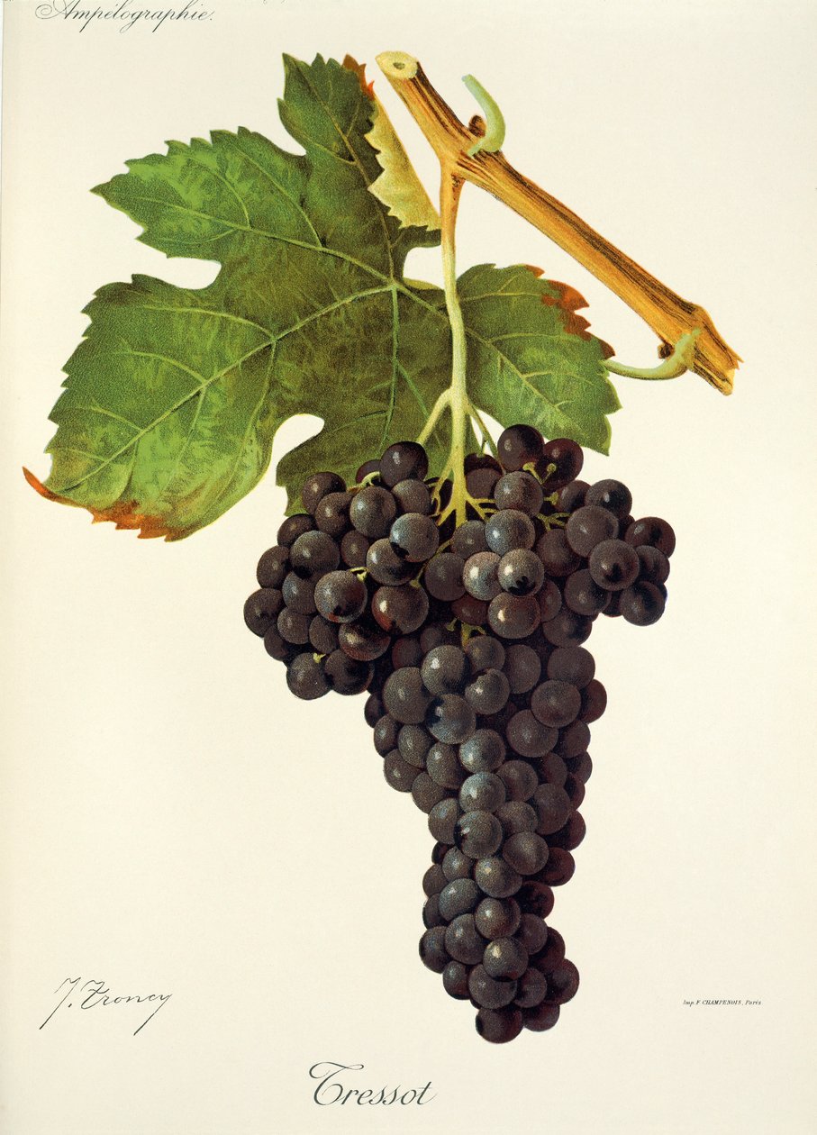 Uva Tressot por J. Troncy de Jules Troncy