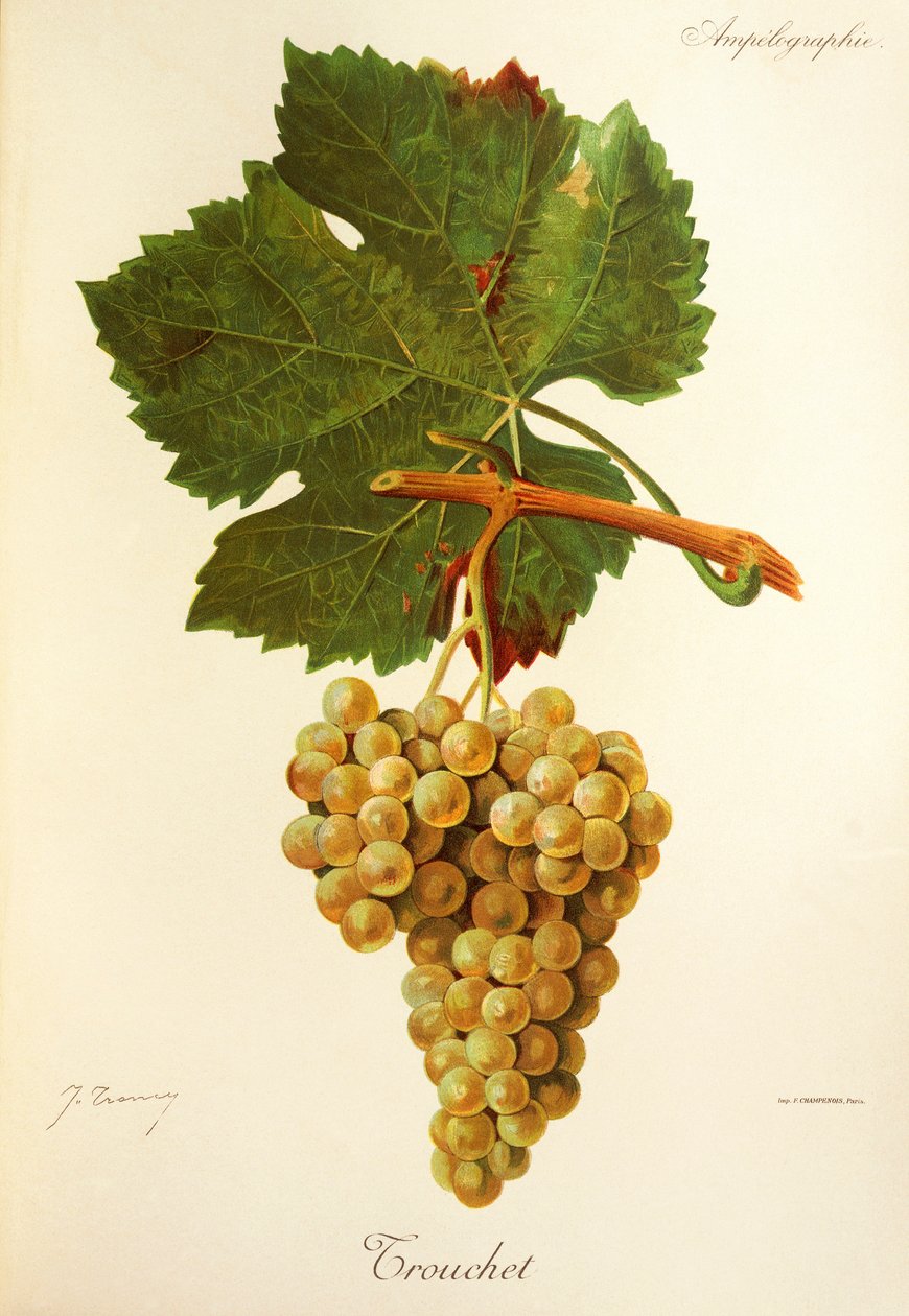 Uva Trouchet de J. Troncy de Jules Troncy