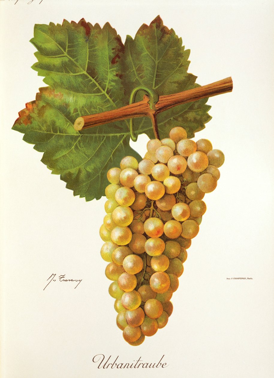 Uva Urbanitraube de J. Troncy de Jules Troncy
