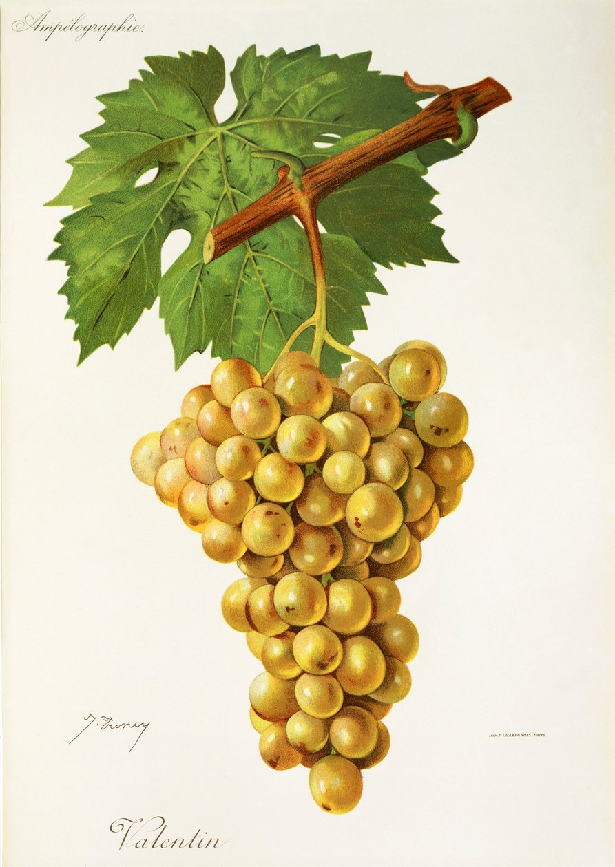 Uva Valentin de J. Troncy de Jules Troncy