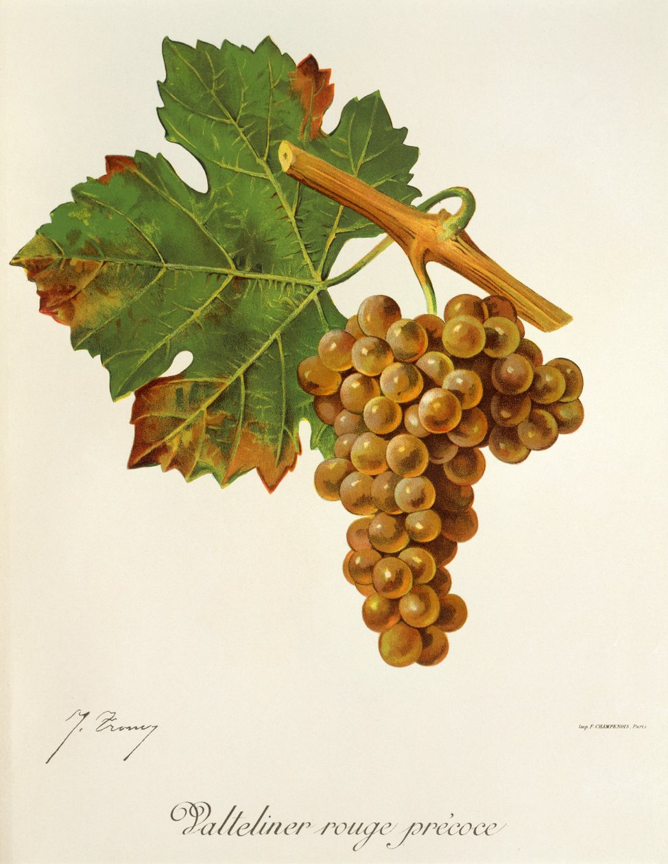 Uva Valteliner Rouge Precoce de J. Troncy de Jules Troncy