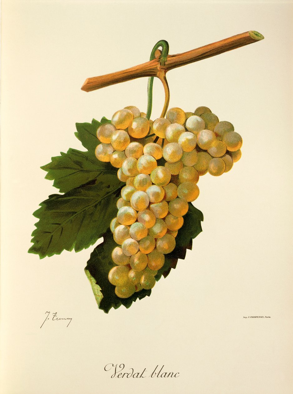 Uva Verdat Blanc de J. Troncy de Jules Troncy