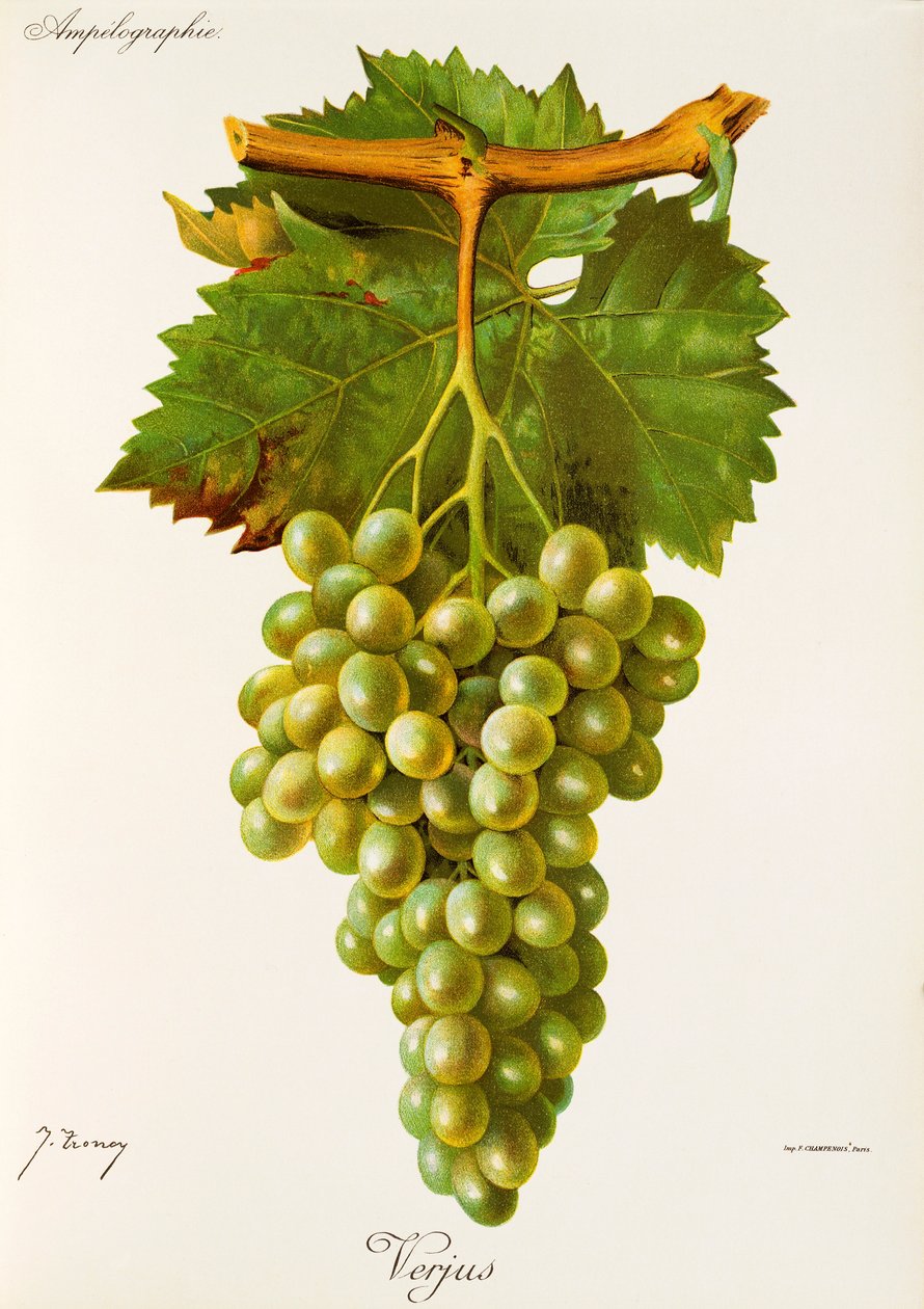 Uva Verjus por J. Troncy de Jules Troncy