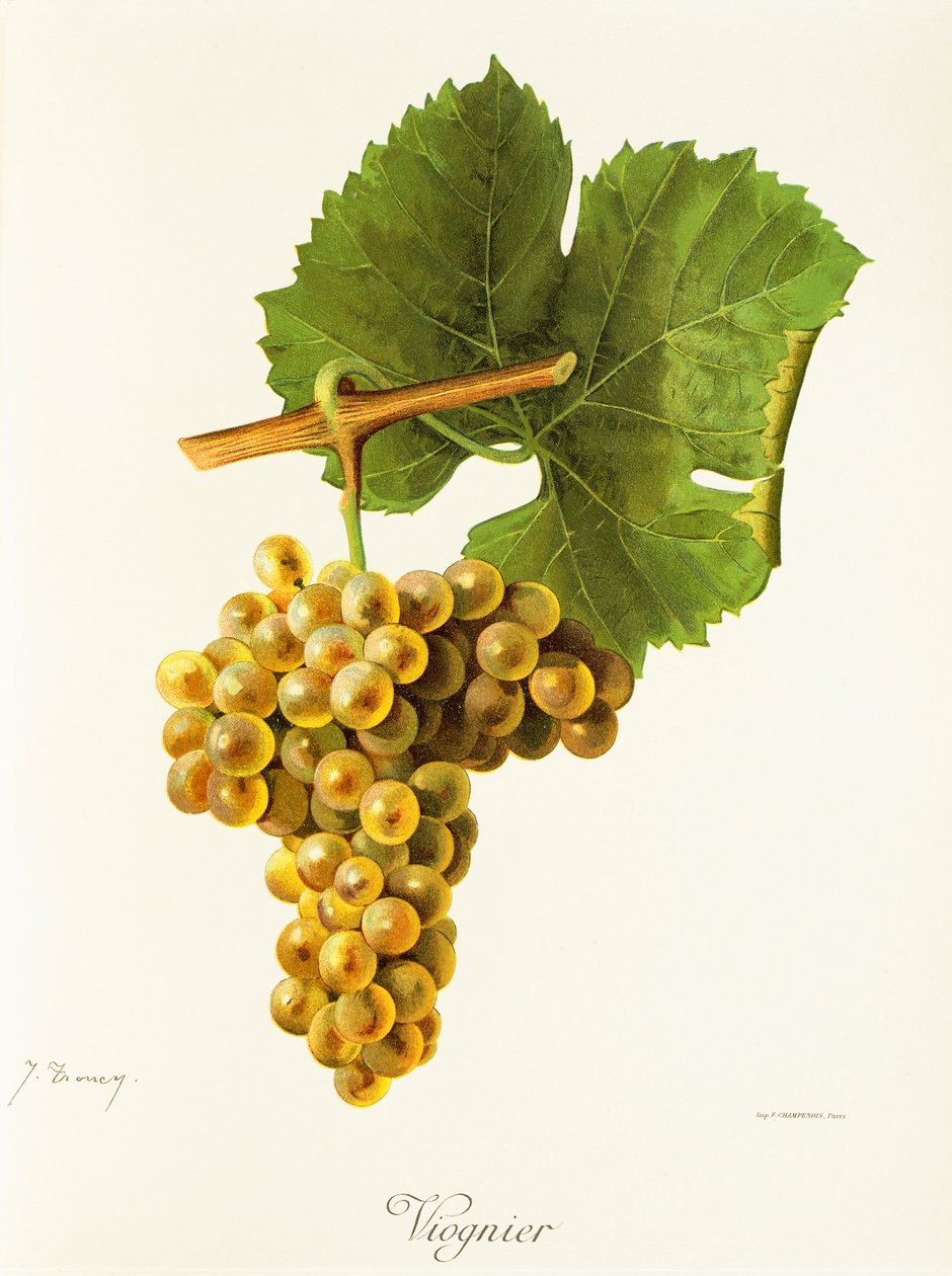 Uva Viognier de J. Troncy de Jules Troncy