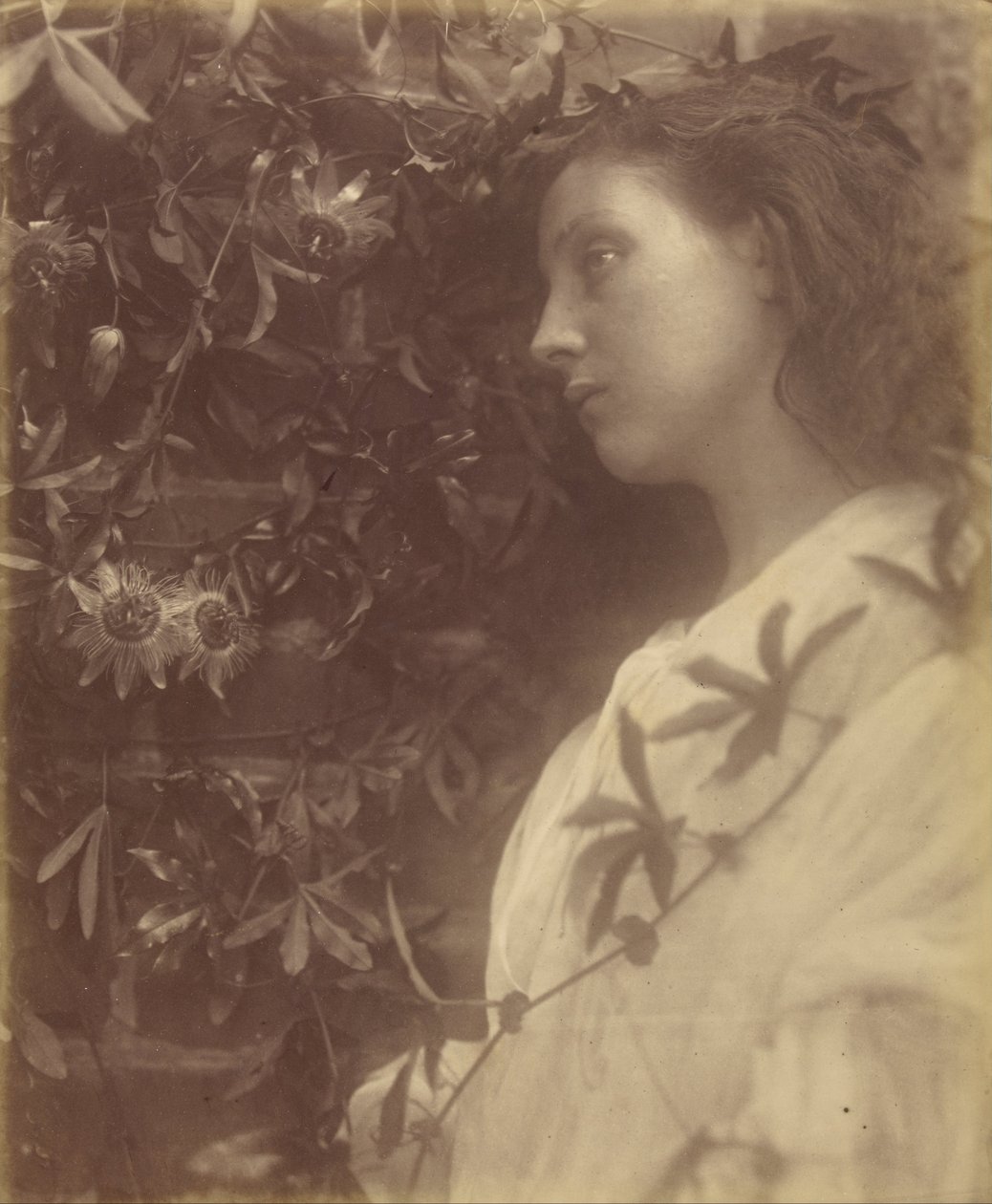 Maud Tem caído uma esplêndida lágrima da flor da paixão no portão de Julia Margaret Cameron