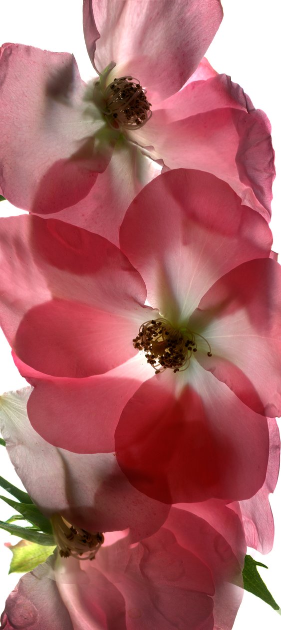Alice Rose Trio, 2014, (fotograma digital, impressão original digital) de Julia McLemore