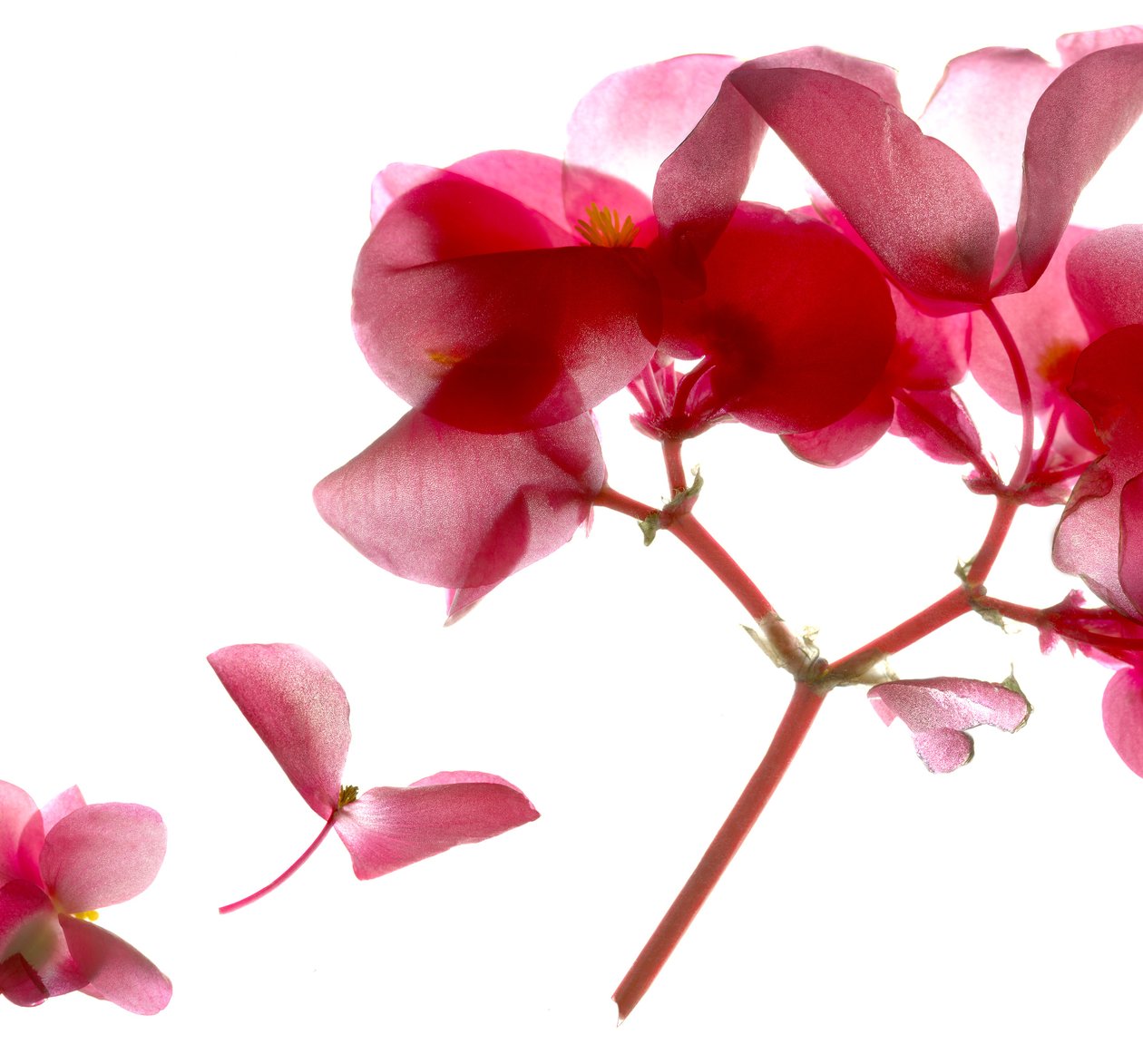 Begonia Pink VII (digital photogram, impressão digital original) de Julia McLemore