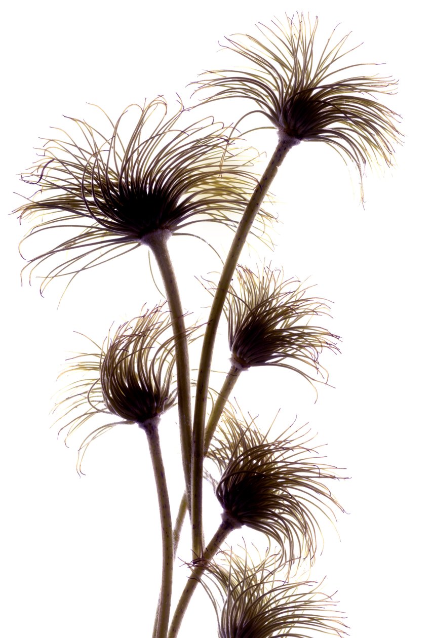 Clematis Buds, 2010, (digital photogram, impressão digital original) de Julia McLemore